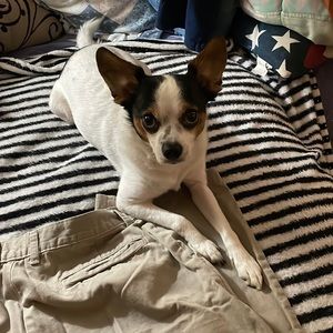 make me an offer! dog not for sale!